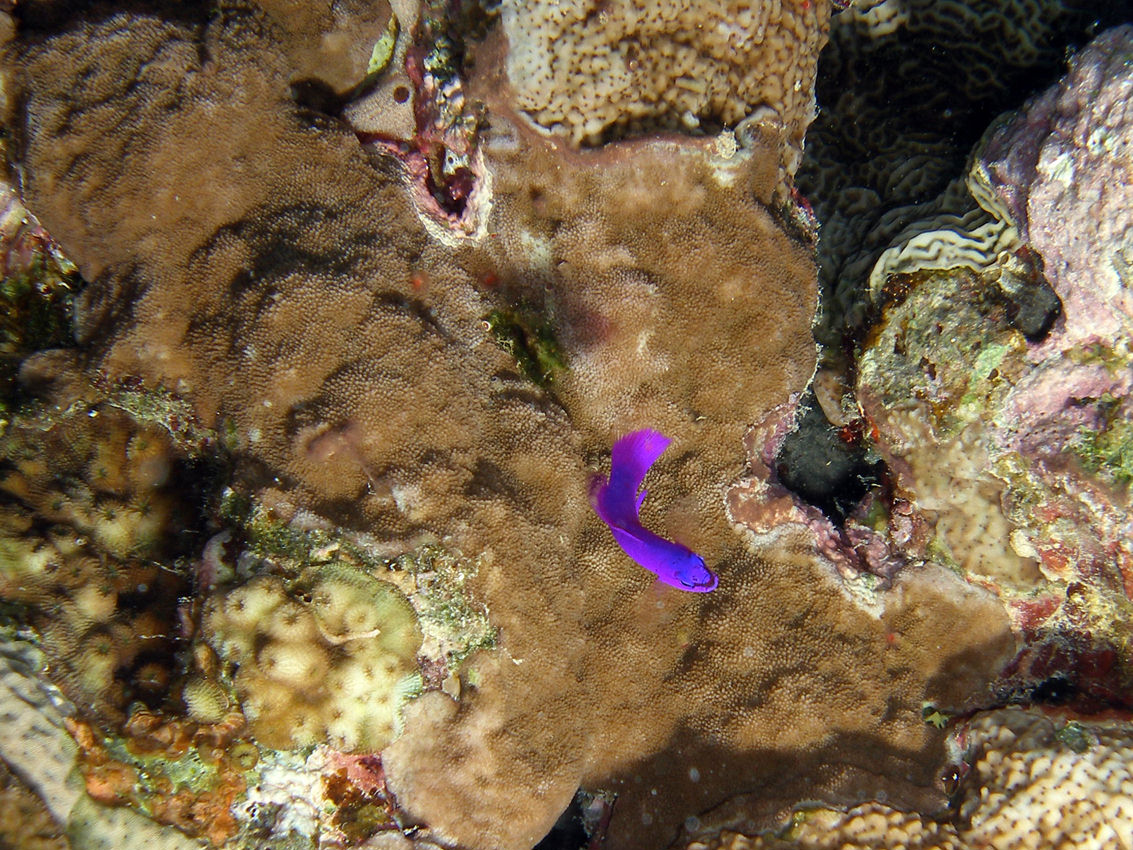 Pseudochromis fridmani (Pseudocromide di Fridman)